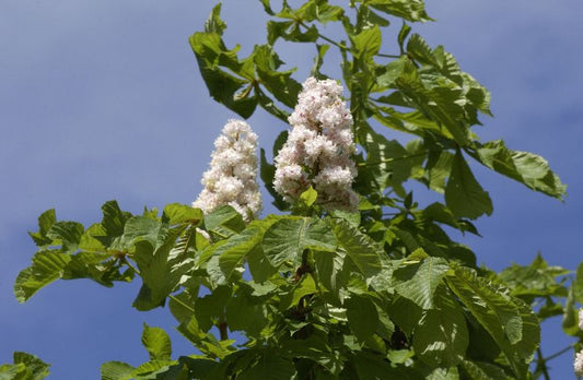 Gefülltblühende Rosskastanie - Aesculus hippocastanum 'Baumannii'