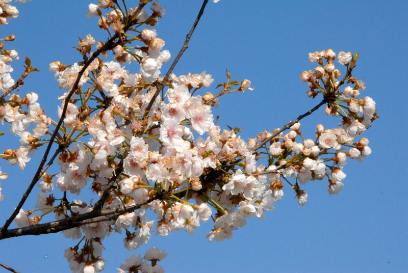 Gefüllte Frühlingskirsche - Prunus subhirtella 'Plena' CAC