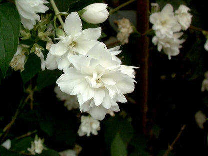 Gefüllter Gartenjasmin 'Schneesturm' - Philadelphus 'Schneesturm'