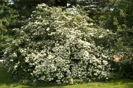 Gefüllter Jap.Schneeball - Viburnum plicatum