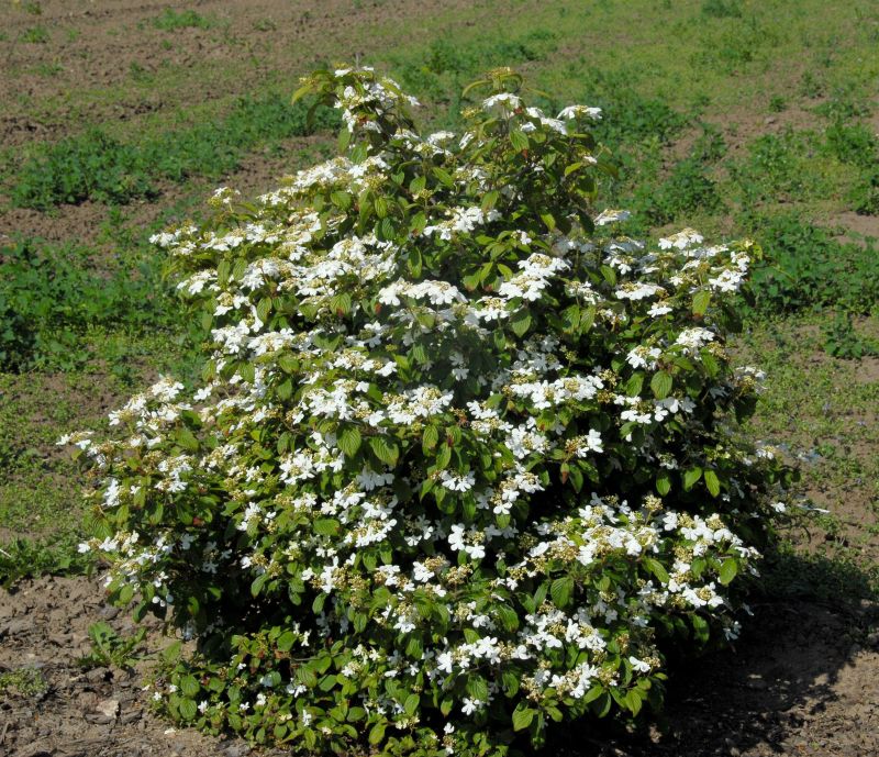 Gefüllter Schneeball 'Watanabe' Viburnum plicatum 'Watanabe