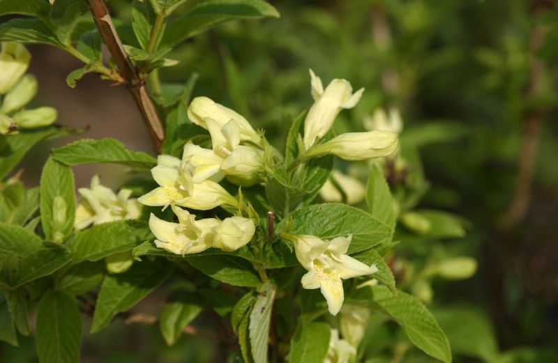 Gelbblütige Weigelie Weigela middendorffiana BaumschuleGarten.de