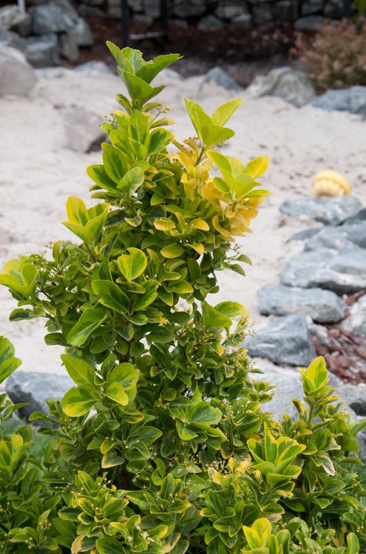 Gelbbunte Japanspindel 'Aureomarginatus' - Euonymus japonicus 'Aureomarginatus'