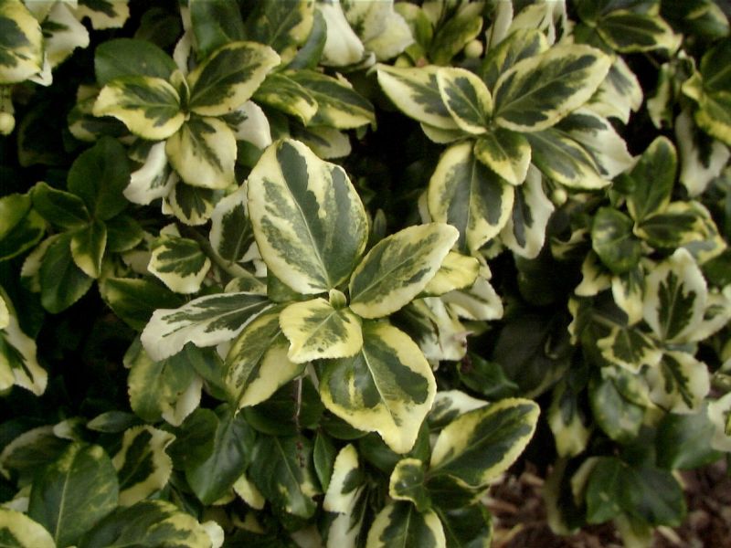 Gelbbunte Kriechspindel 'Gold Tip' - Euonymus fortunei 'Gold Tip'