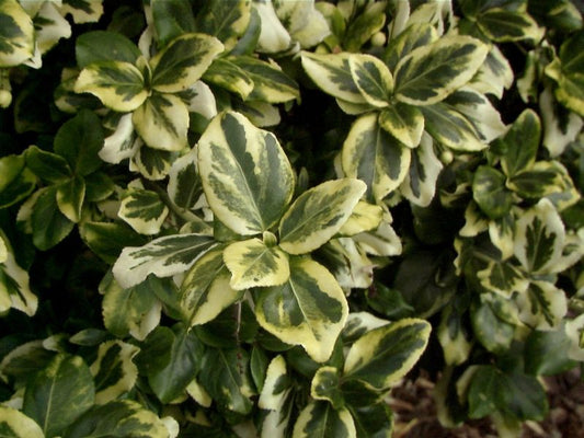 Gelbbunte Kriechspindel 'Gold Tip' - Euonymus fortunei 'Gold Tip'