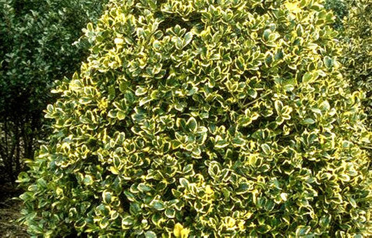 Gelbbunte Stechpalme 'Golden King' - Ilex altaclerensis 'Golden King'