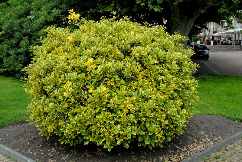 Gelbbunte Stechpalme 'Golden van Tol' - Ilex aquifolium 'Golden van Tol'