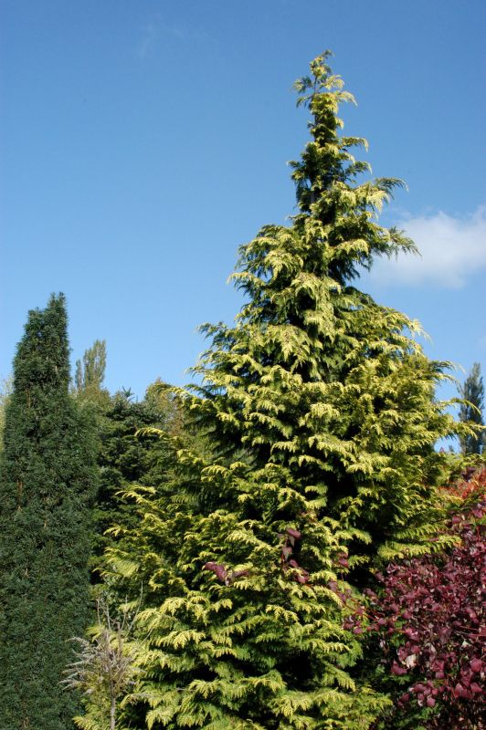 Gelbe Gartenzypresse 'Golden Wonder' - Chamaecyparis lawsoniana 'Golden Wonder'