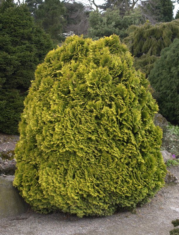 Gelbe Kissenzypresse - Chamaecyparis lawsoniana 'Minima Aurea'