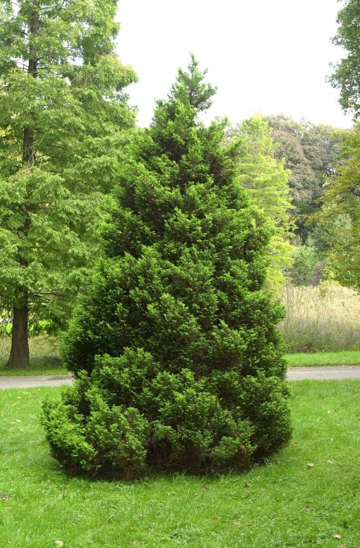 Gelbe Mooszypresse 'Plumosa Aurea' - Chamaecyparis pis.'Plumosa Aurea'
