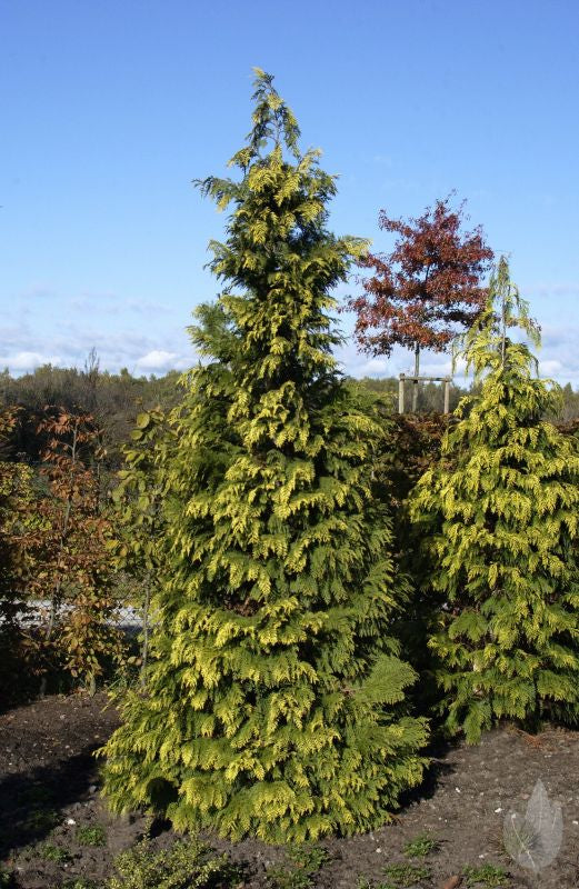 Gelbe Säulenzypresse - Chamaecyparis lawsoniana 'Alumigold'