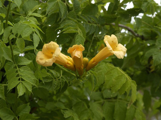 Gelbe Trompetenblume - Campsis radicans 'Flava'