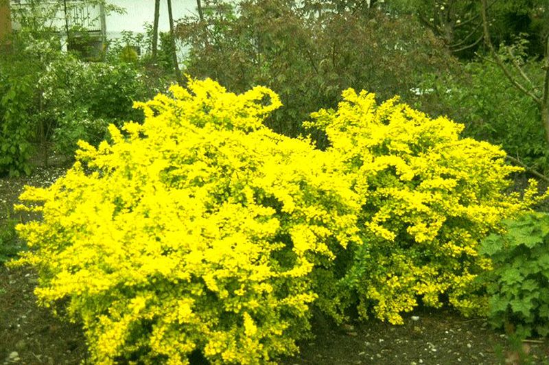 Gelbe Zwergberberitze - Berberis thunbergii 'Aurea'