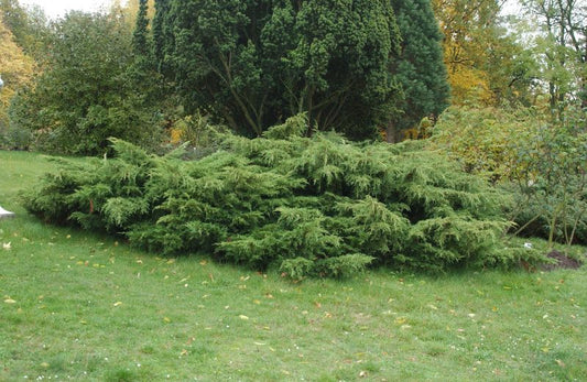 Gelber Pfitzerwacholder - Juniperus media 'Pfitzeriana Aurea'