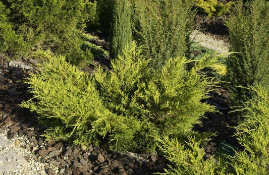 Gelber Strauchwacholder - Juniperus media 'Gold Coast'