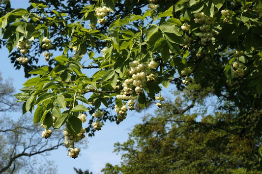 Gemeine Pimpernuss - Staphylea pinnata