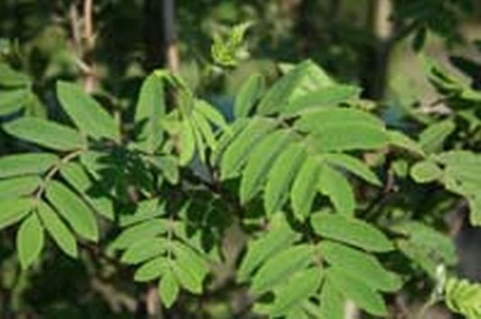 Gewöhnliche Eberesche / Vogelbeere - Sorbus aucuparia