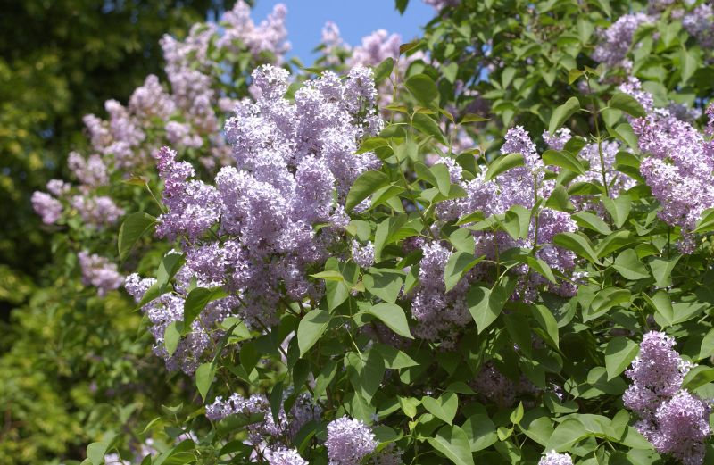 Gewöhnlicher Flieder VgU - Syringa vulgaris VgU