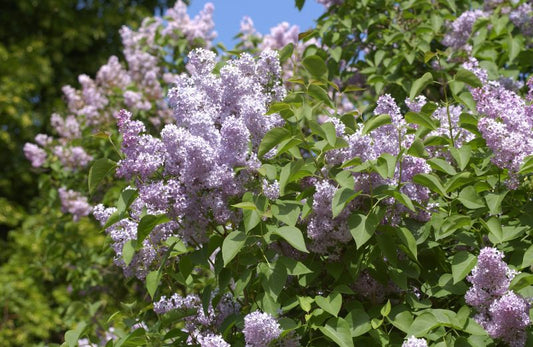 Gewöhnlicher Flieder VgU - Syringa vulgaris VgU