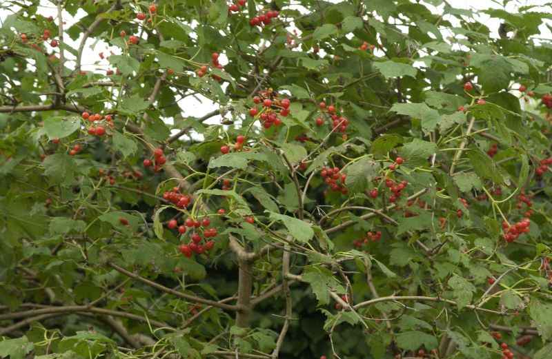 Gewöhnlicher Schneeball 'Compactum' - Viburnum opulus 'Compactum'