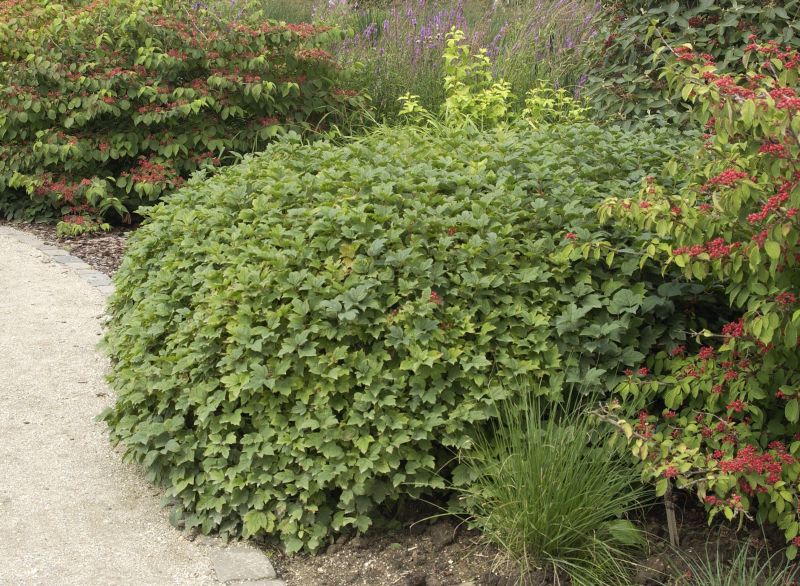 Gewöhnlicher Schneeball 'Nanum' - Viburnum opulus 'Nanum'