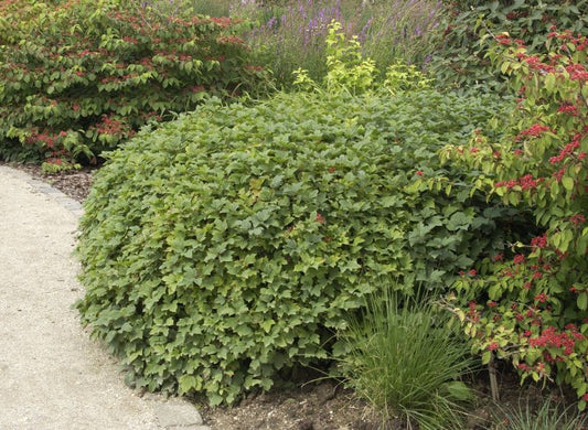 Gewöhnlicher Schneeball 'Nanum' - Viburnum opulus 'Nanum'