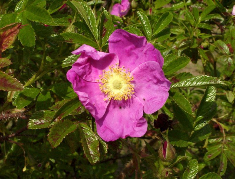 Glanz-Apfelrose - Rosa rugotida