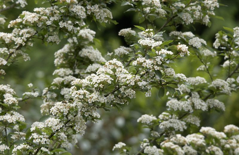 Glanzblattmispel - Photinia villosa