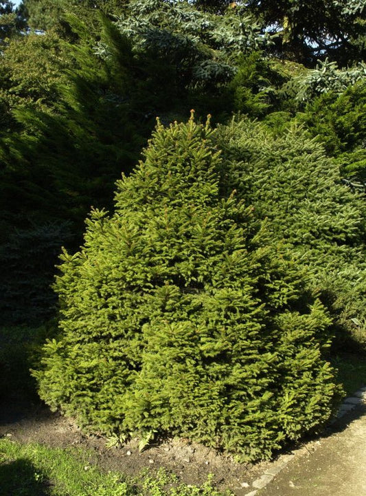 Gnomenfichte - Picea abies 'Pygmaea'