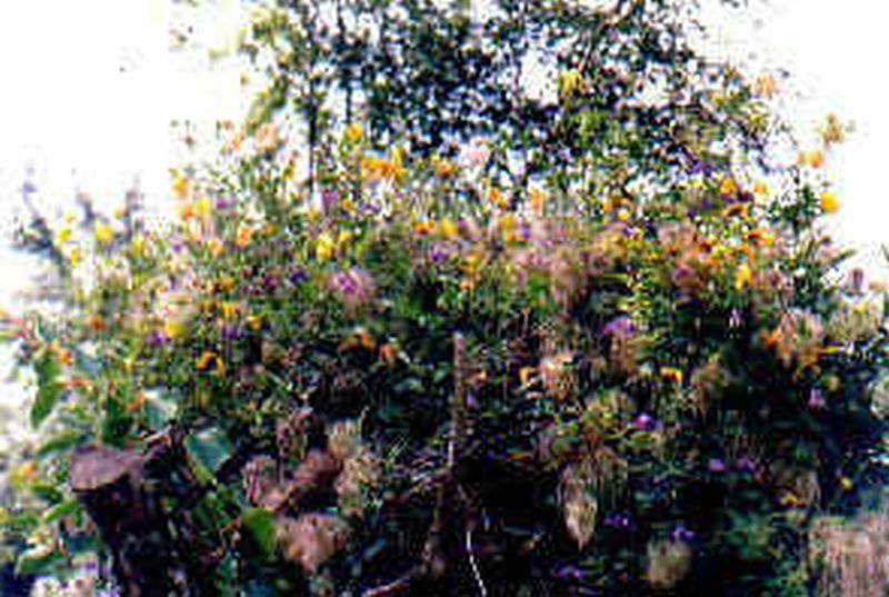 Gold-Waldrebe - Clematis tangutica