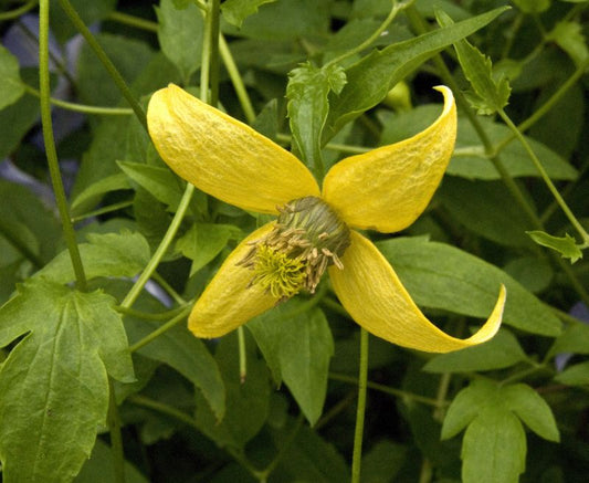 Gold-Waldrebe 'Helios' - Clematis tangutica 'Helios'