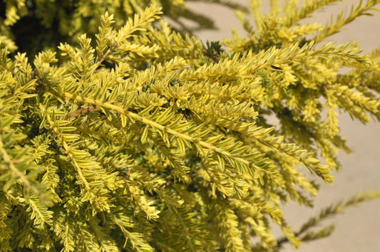 Goldeibe 'Adpressa' - Taxus baccata 'Adpressa Aurea'