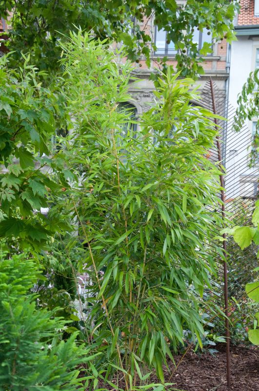 Golden gefurchter Bambus - Phyllostachys aureosulcata