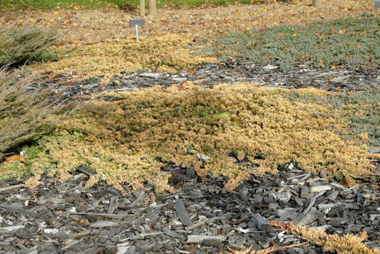 Goldener Teppichwacholder - Juniperus horizontalis 'Golden Carpet'