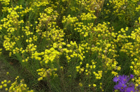 Goldhaar-Aster - Aster linosyris