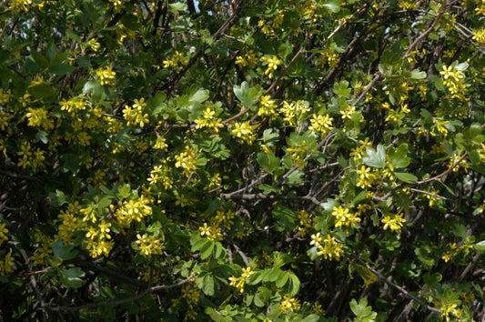 Goldjohannisbeere - Ribes aureum