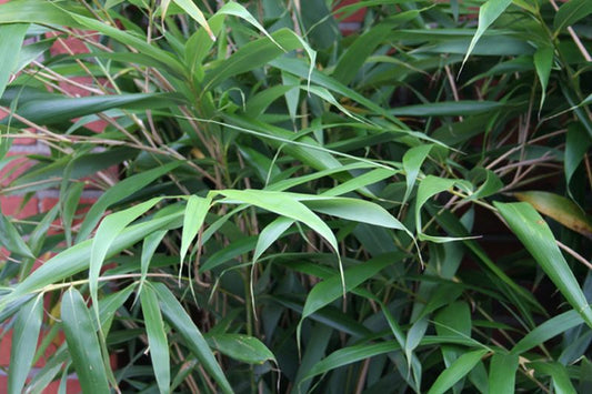 Goldrohrbambus - Phyllostachys aurea