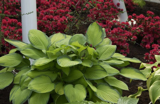 Graublättrige, gelbgrüne Garten-Funkie Gold Standard - Hosta x fortunei 'Gold Standard'