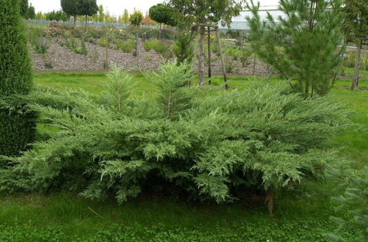 Grauer Strauchwacholder - Juniperus media 'Hetzii'