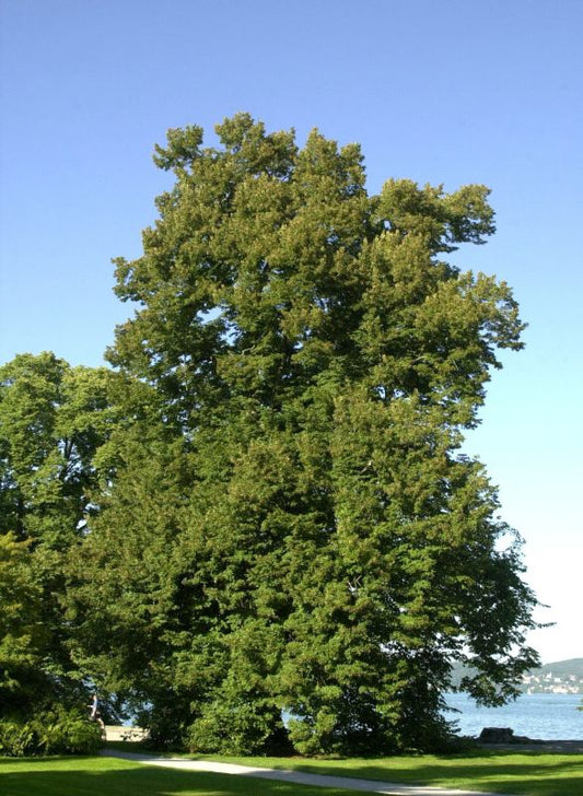 Großblättrige Sommerlinde - Tilia platyphyllos