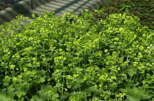 Großblättriger Garten-Frauenmantel - Alchemilla mollis 'Robustica'