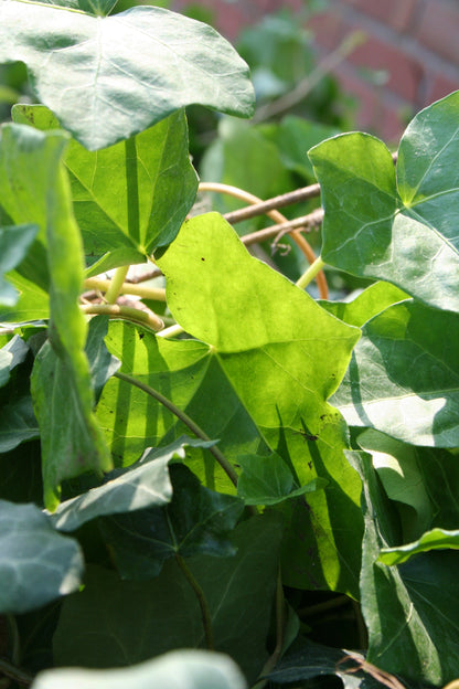 Großblättriger irischer Efeu - Hedera helix hibernica