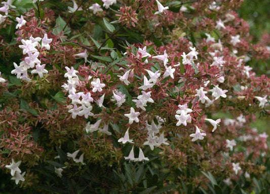 Großblütige Abelie - Abelia grandiflora