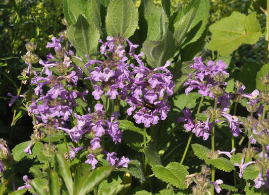 Großblütiger Garten-Ziest - Stachys grandiflora 'Superba'