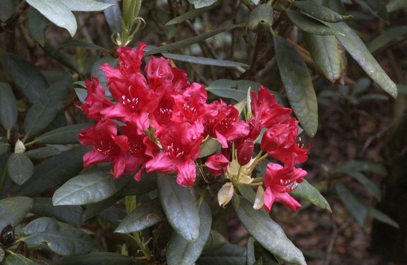 Großblumige Rhododendron 'Blinklicht' ® - Rhododendron Hybride 'Blinklicht' ®