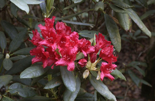 Großblumige Rhododendron 'Blinklicht' ® - Rhododendron Hybride 'Blinklicht' ®