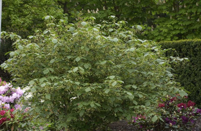 Großfr.Pfaffenhütchen - Euonymus planipes
