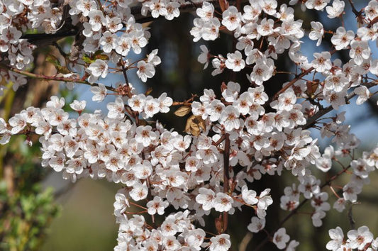 Grossfrüchtige Blutpflaume - Prunus 'Trailblazer' CAC