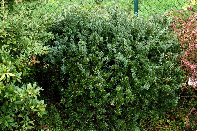 Grüne Polsterberberitze - Berberis buxifolia 'Nana'