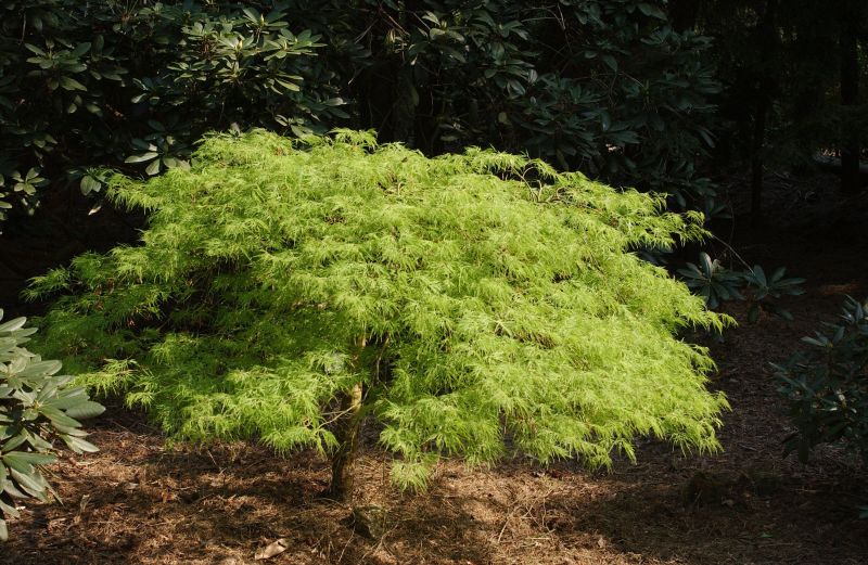 Grüner Schlitzahorn - Acer palmatum 'Dissectum'